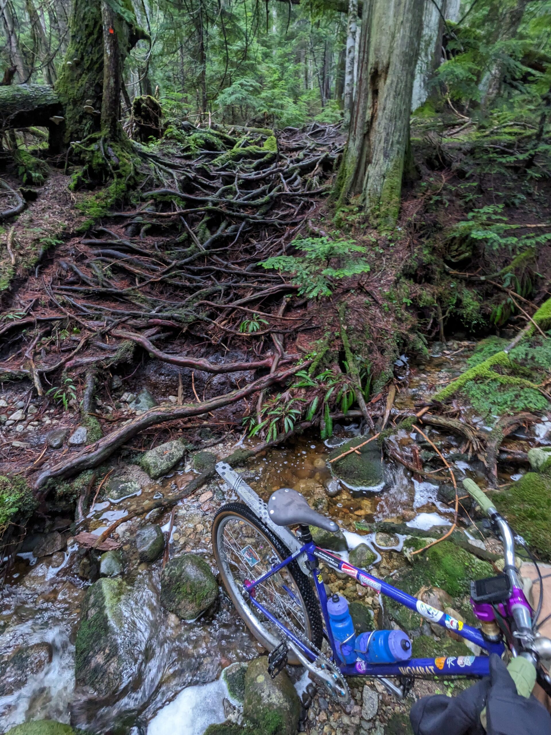 2024-02-03: The Worst Cypress Route